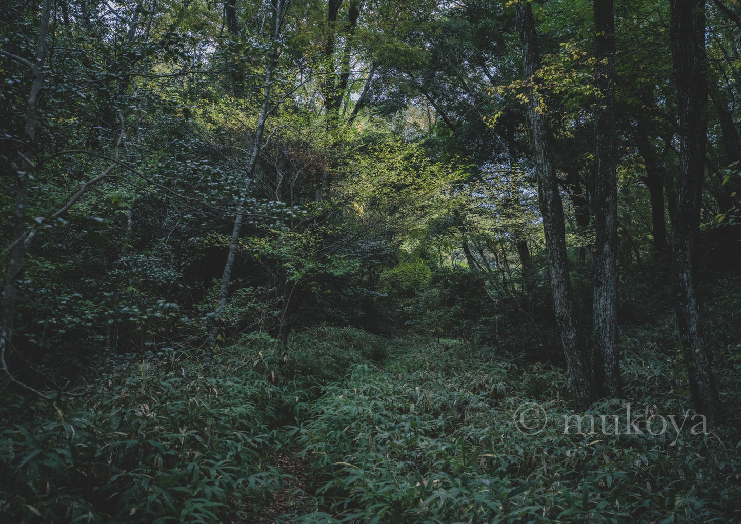 "Golden Autumn Colors (Scenery of Bamboo Path)"