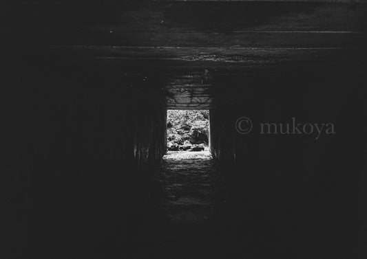 玄吾の森の写真（MONOCHROME）　