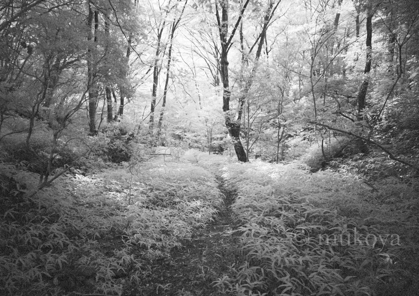 View of bamboo path-002