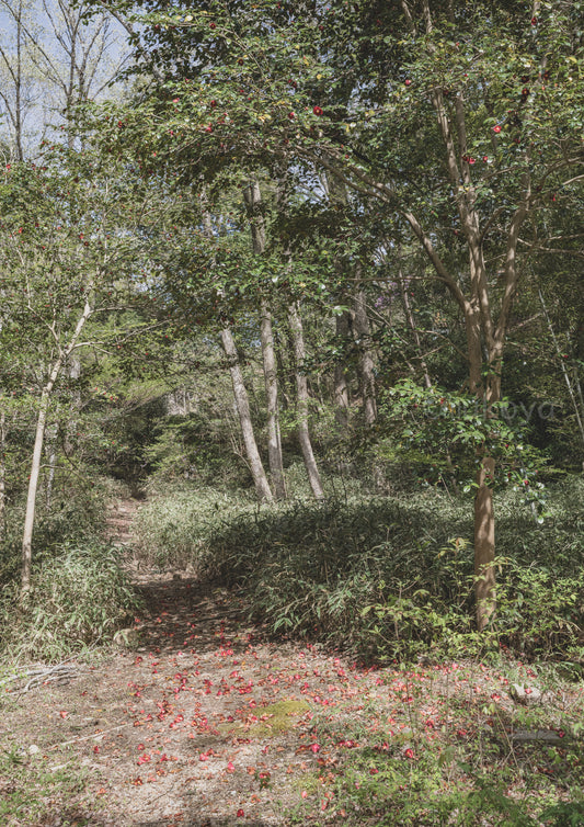 View of a bamboo path with camellias