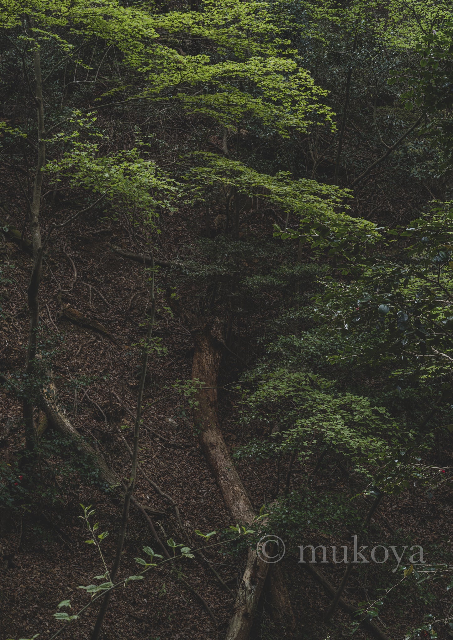 "Fallen trees in the valley and their shadows"