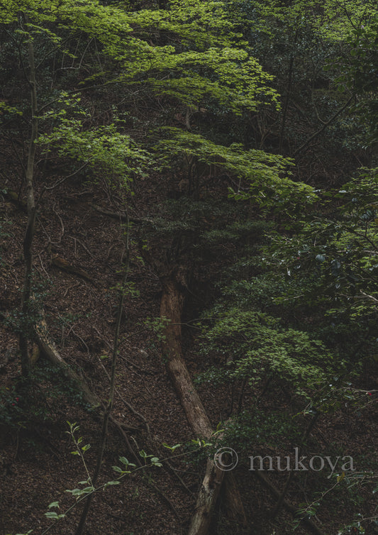 "Fallen trees in the valley and their shadows"