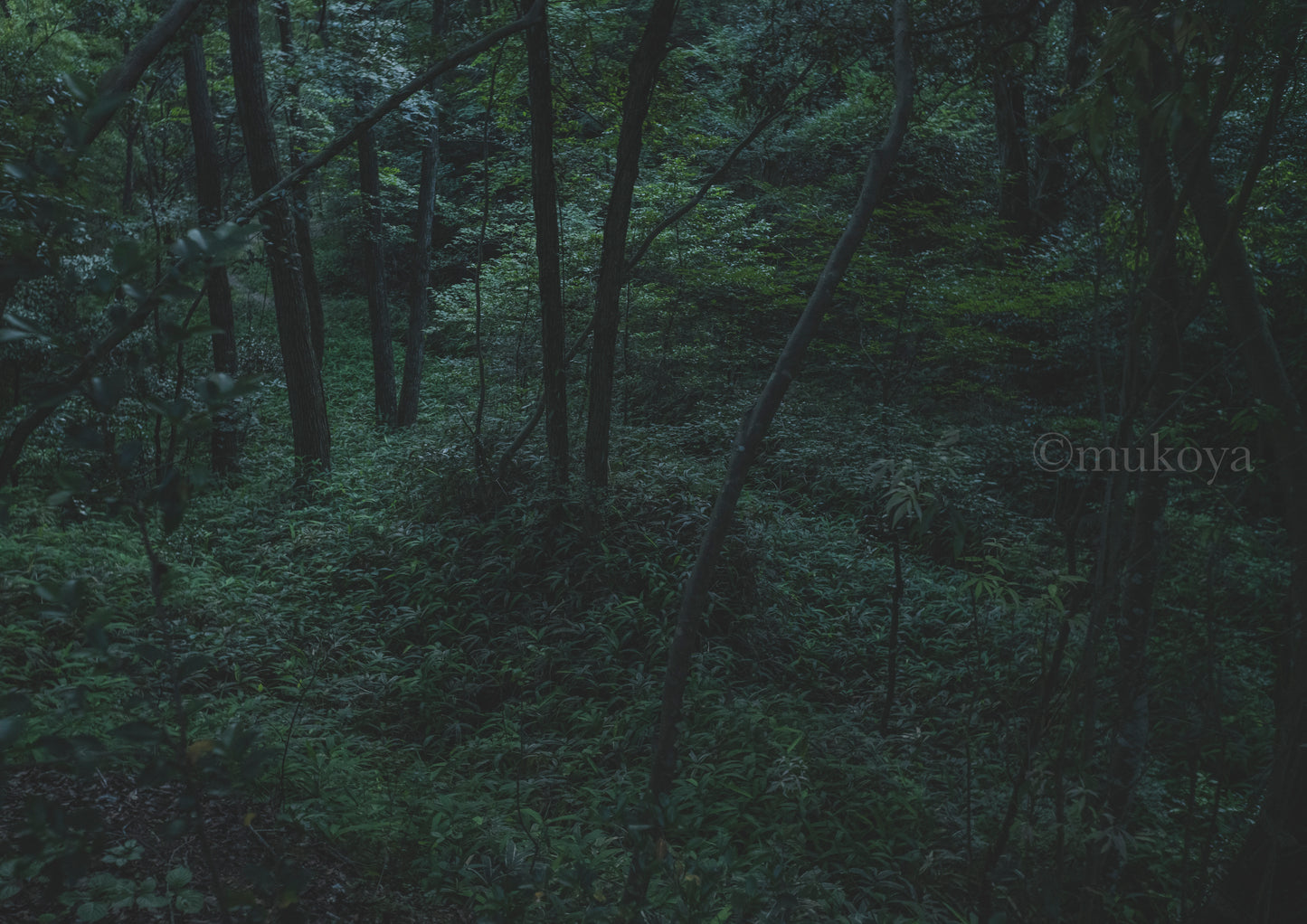 Blue time (bamboo scenery)