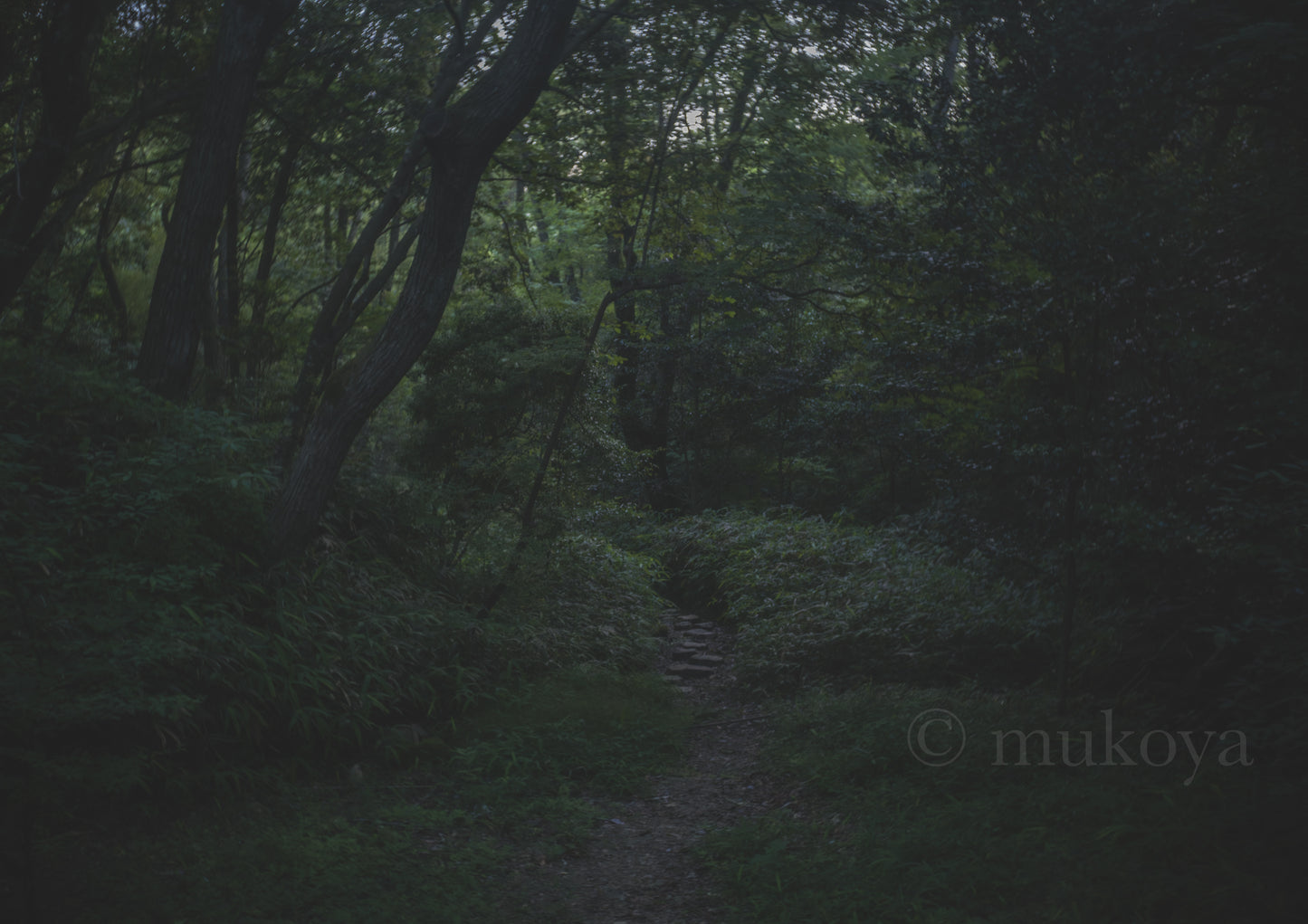 View of bamboo path-001