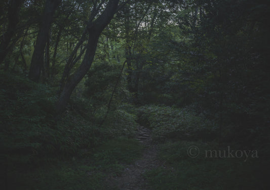 View of bamboo path-001